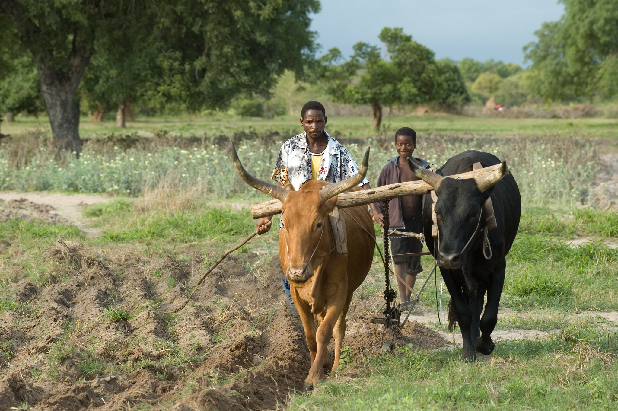 A man and a boy leading two cows in a field.
